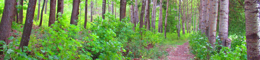 Vanhin Alejandro Viitanen